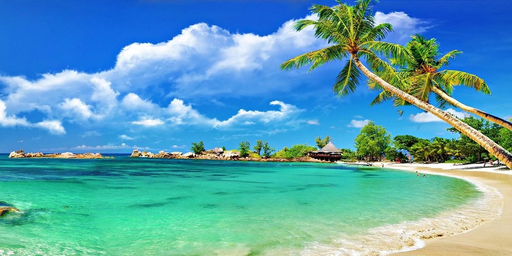 Goa — a palm leaning over white sand and turquoise water