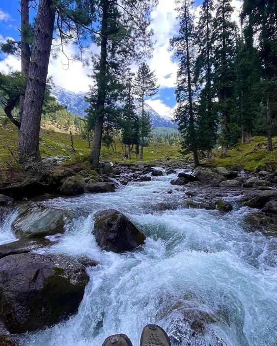 A river running over rocks through a pine forest