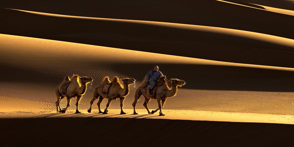 A camel train crossing dunes in low light